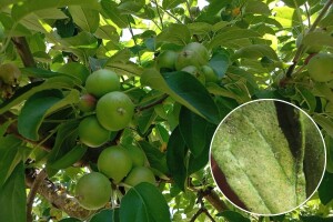 Uslovi tropskih temperatura pogoduju razvoju grinja, reagujte na vreme!