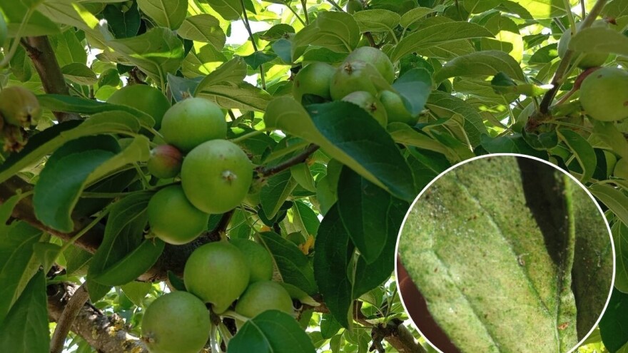 Uslovi tropskih temperatura pogoduju razvoju grinja, reagujte na vreme!