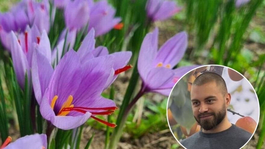 Ivan Mladenović proizvodi "crveno zlato" - za jedan gram 150 cvetova