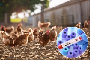 Prvi smrtni slučaj zbog mutiranog virusa ptičje gripe u Sjedinjenim Državama