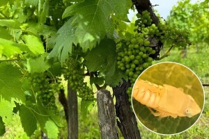Zlatna žutica prijeti, vinogradari obavite tretiranje američkog cvrčka