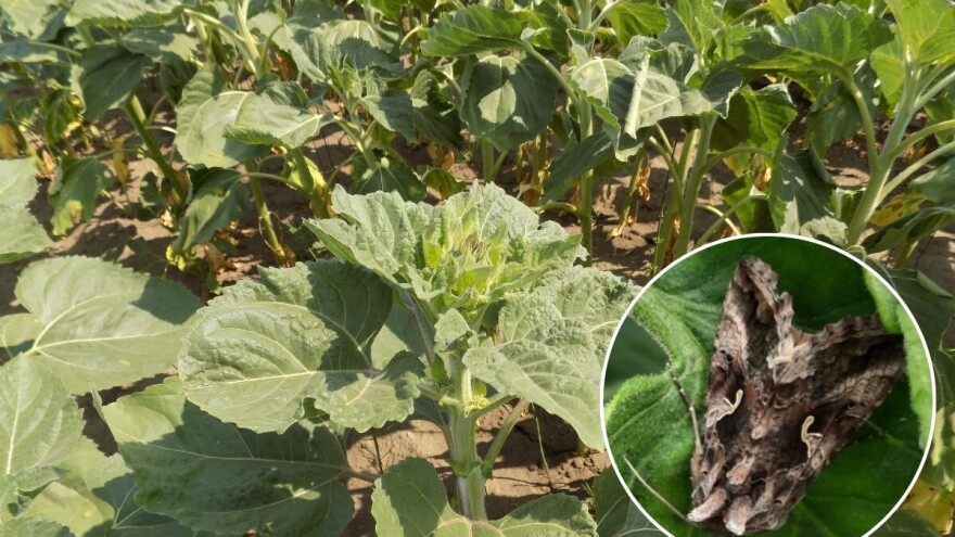 Drastičan porast sovice gama u odnosu na prethodne godine. Koji usevi su ugroženi?