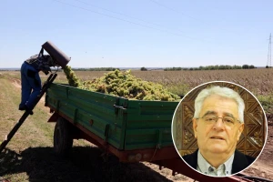 Sveti Kuzma i Damjan slivaju vino u badanj