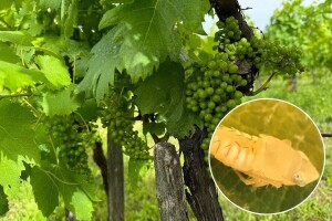 Zlatna žutica prijeti, vinogradari obavite tretiranje američkog cvrčka