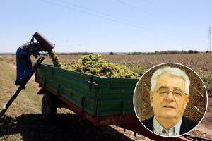 Sveti Kuzma i Damjan slivaju vino u badanj
