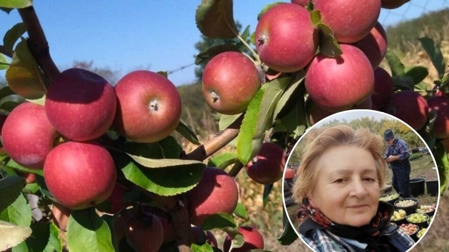 Radmila Andrejić: Sa rada u inostranstvu na uzgoj starih sorti jabuka