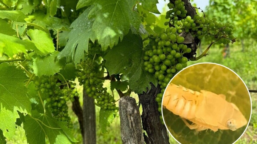 Zlatna žutica prijeti, vinogradari obavite tretiranje američkog cvrčka