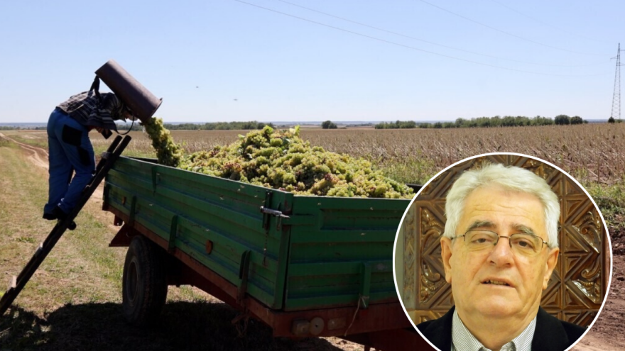 Sveti Kuzma i Damjan slivaju vino u badanj