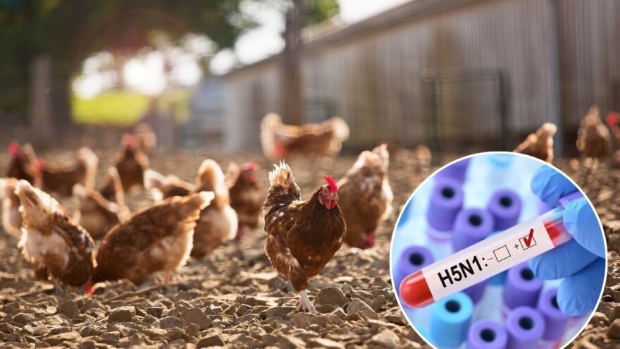 Prvi smrtni slučaj zbog mutiranog virusa ptičjeg gripa u Sjedinjenim Državama