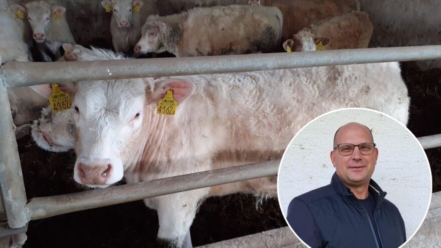 Cijene tovnih junadi i bikova na EU tržištu će rekordno rasti, ali u Hrvatskoj ostaju iste?