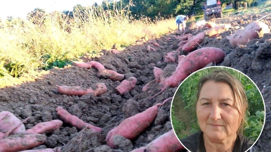 OPG Knezić jedini su certificirani proizvođači ekoloških presadnica povrća u Hrvatskoj