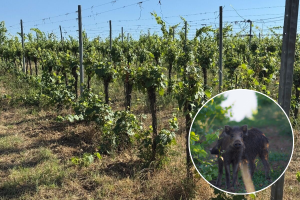 Pustoše vinograde, kukuruzišta, vrtove - ima li Ministarstvo rješenja za divlje svinje?