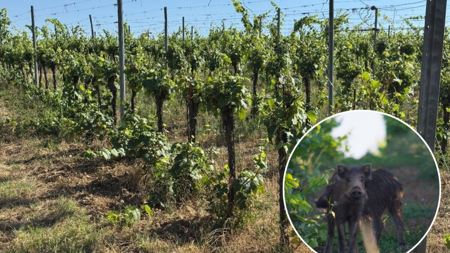 Pustoše vinograde, kukuruzišta, vrtove - ima li Ministarstvo rješenja za divlje svinje?