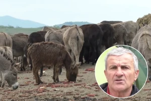Izetu opet ukrali magarce: "Jednom sam uhvatio lopova i dao mu po ušima, pa me kaznili"