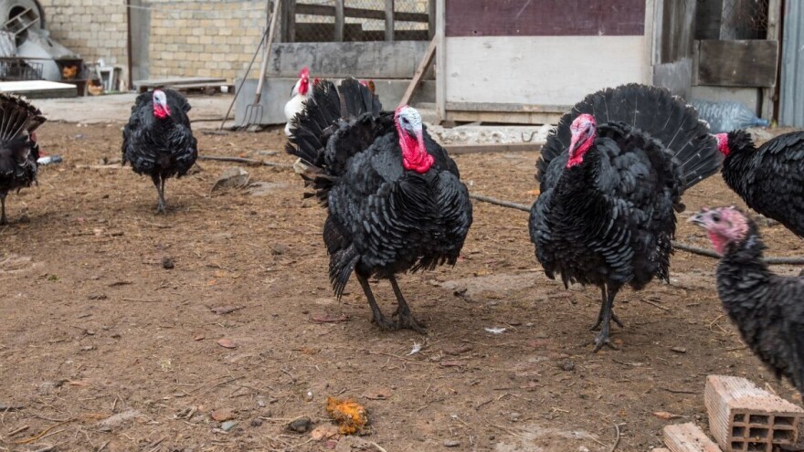 U susjedstvu uzgoj purana i dalje na nivou hobija