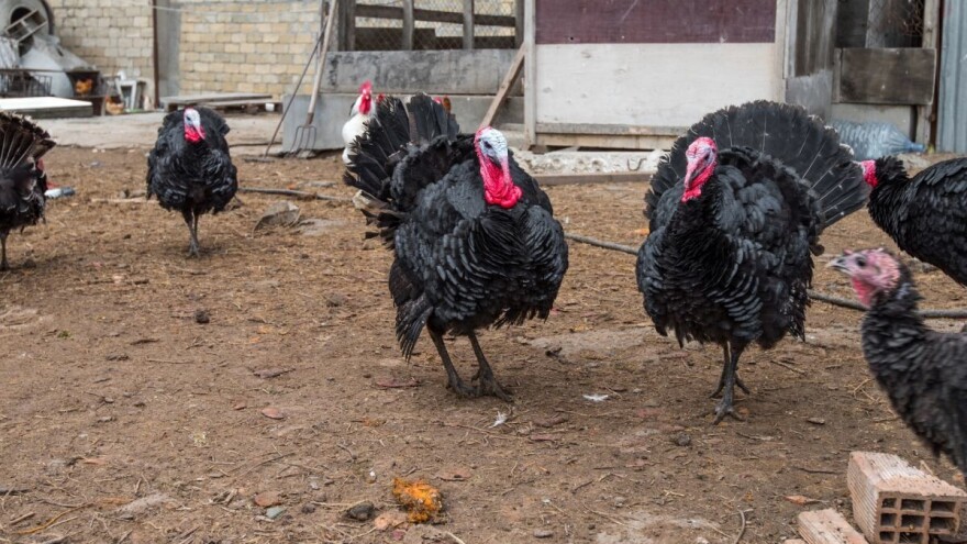 Gajenje ćurki kod nas i dalje samo na nivou hobija