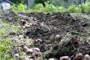 Kvari se urod povrća jer je naglo zatoplilo, a povrtari nisu imali novaca za zaštitu