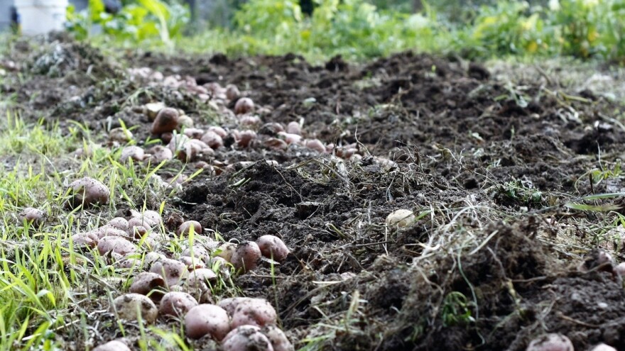 Kvari se urod povrća jer je naglo zatoplilo, a povrtari nisu imali novaca za zaštitu