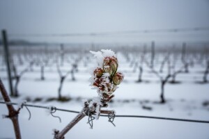 Urod grožđa će biti smanjen i do 70 posto?