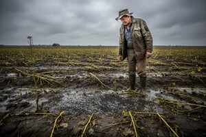 Urod katastrofalan, cijene dvostruko niže