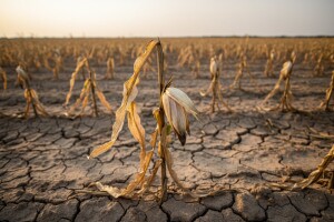 Urod kukuruza ipak će biti prepolovljen