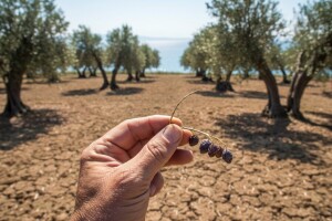 Urod maslina na jugu Hrvatske - prepolovljen