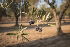 Urod maslina podbacio i do 90 posto