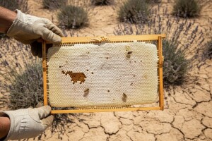 Urod meda zbog suše pao čak za dvije trećine