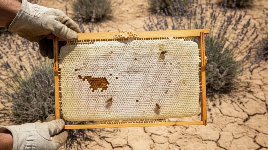 Urod meda zbog suše pao čak za dvije trećine