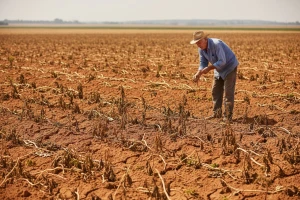 Urod povrća u Istri bit će katastrofalan