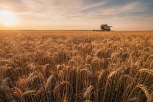 Urod pšenice 15 posto veći
