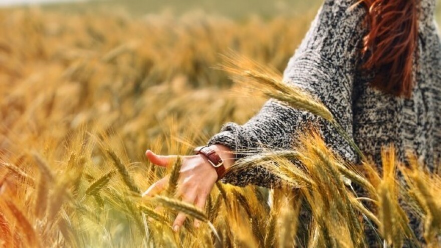 Rekordan globalni urod pšenice!