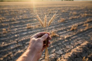 Urod pšenice manji za 31 posto