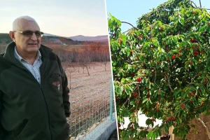 Propada rekordan urod trešanja, zbog uvoza i manjka radne snage stabla se sustavno sijeku?