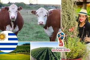 Svaki Urugvajac ima 3,8 stočarskih poljoprivrednih gospodarstava