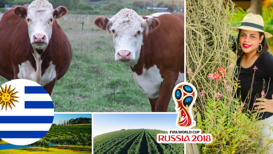 Svaki Urugvajac ima 3,8 stočarskih poljoprivrednih gazdinstava