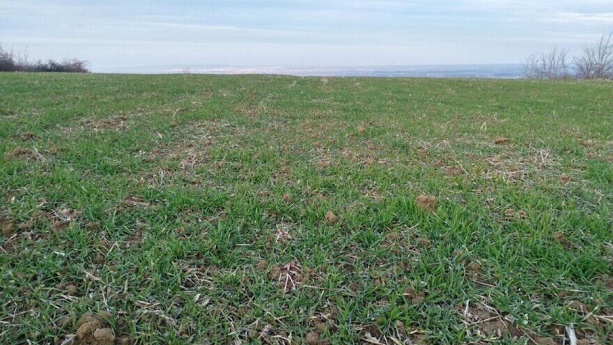 Stanje ozimih usjeva dobro - sada je vrijeme za prihranu azotom