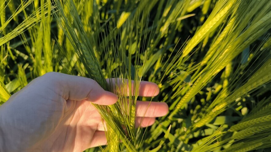 Kakvo je stanje u usjevima i nasadima, šta kažu agrometeorolozi?