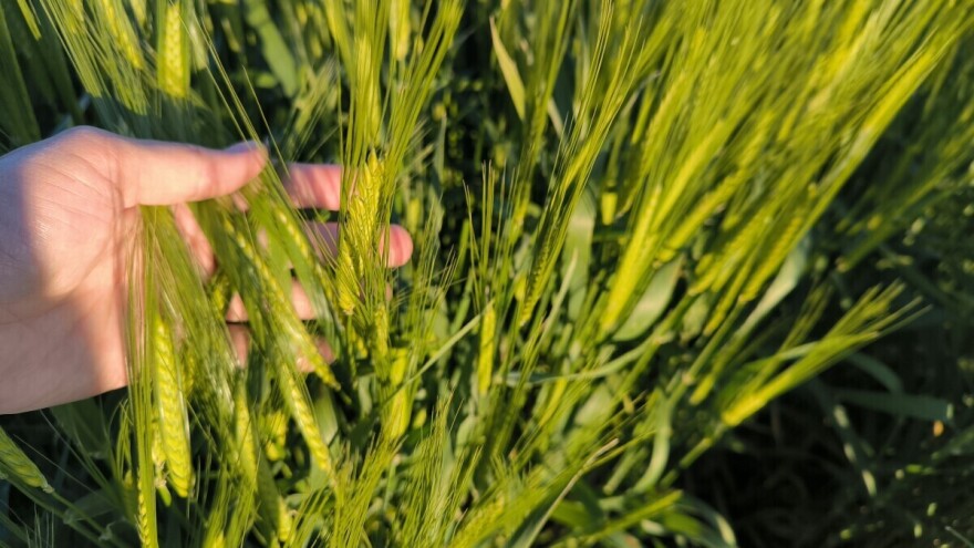 Revidirana prognoza prinosa za tri žitarice - toplo proljeće pogoduje europskim usjevima