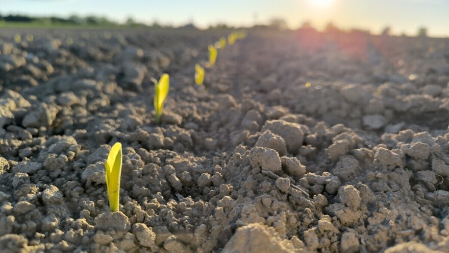Kukuruz i grah na jednom polju: Koje su prednosti i mane ove kombinacije?