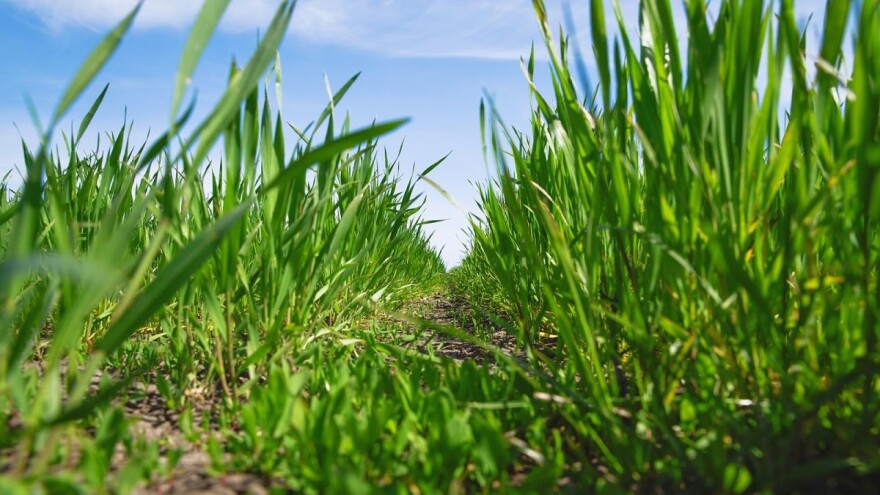 Za kvalitetan usjev uspješno suzbijte širokolisne korove