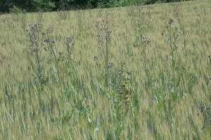 Corteva Agriscience: Lancelot 450 WG zaustavlja rast osjetljivih korova u vrlo kratkom roku