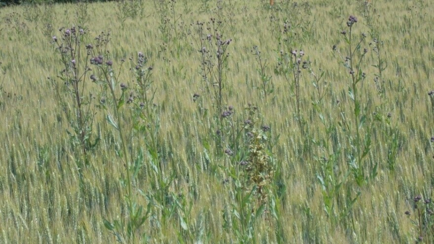 Corteva Agriscience: Lancelot 450 WG zaustavlja rast osjetljivih korova u vrlo kratkom roku