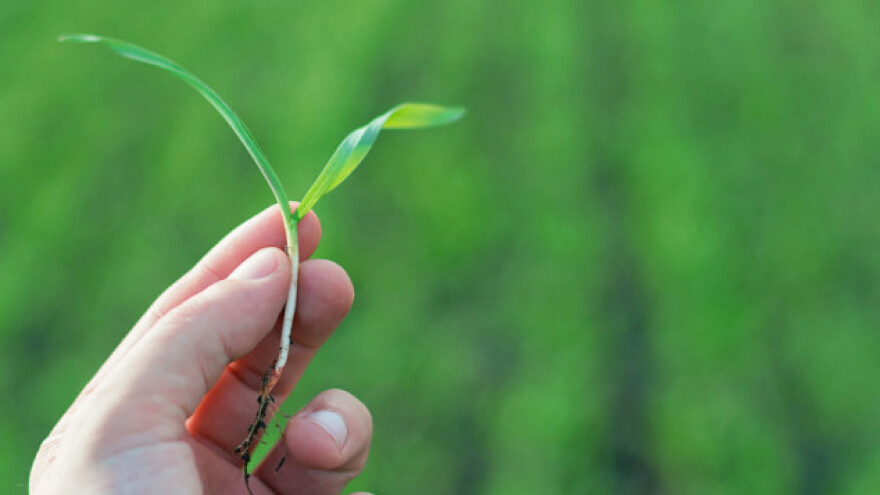 Nema zabrinutosti za zimske usjeve