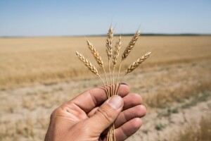 Usjeva manje, ali će zato biti zdraviji