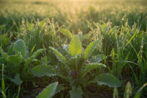 Usjevi jare zobi napadnuti korovom