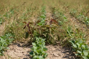 Usjevi soje napadnuti korovima