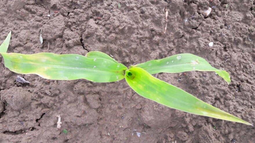 Obilne oborine ugrozile oranične vrste, kako pomoći usjevima?