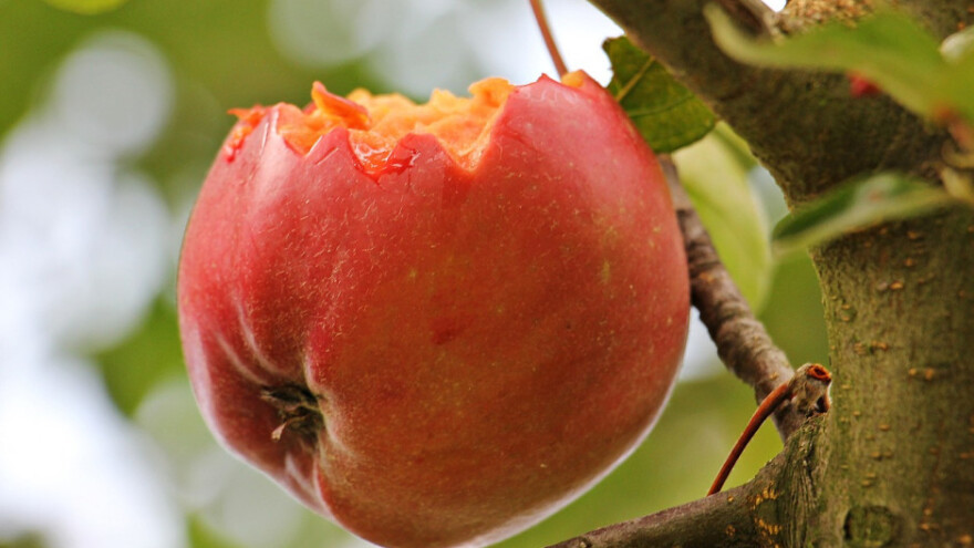 Lažnom prodajom jabuka izvukli 52 milijuna kuna?