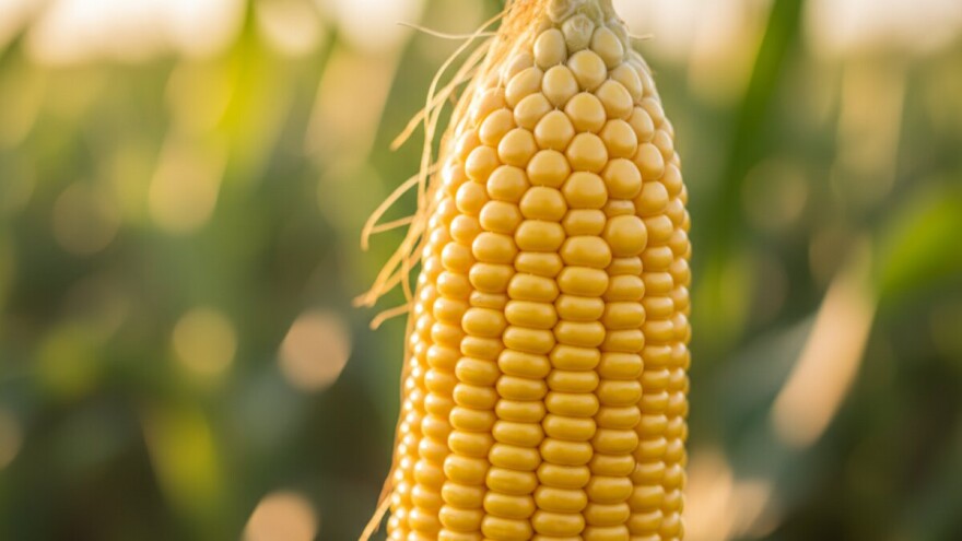 Uskoro "Čudo od kukuruza" i Europi